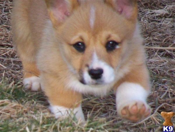 Sidney - Sassy Little AKC Corgi